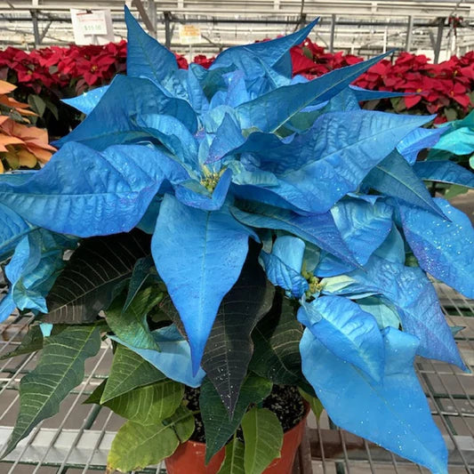 Schwarz Weihnachtsstern zur Aussaat robust Sorte Traditionssorte & ohne Gentechnik Samen Hausgarten