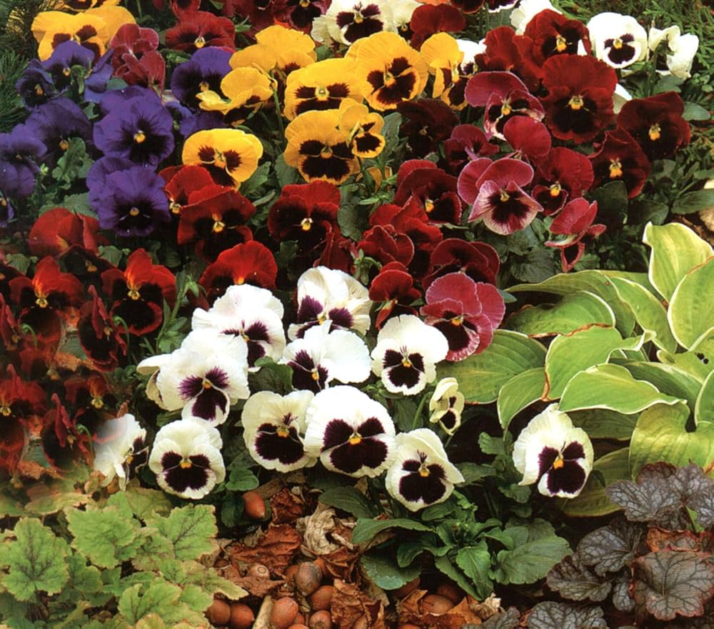 Sunburst pansy panola blume samen for colorful garten blumen