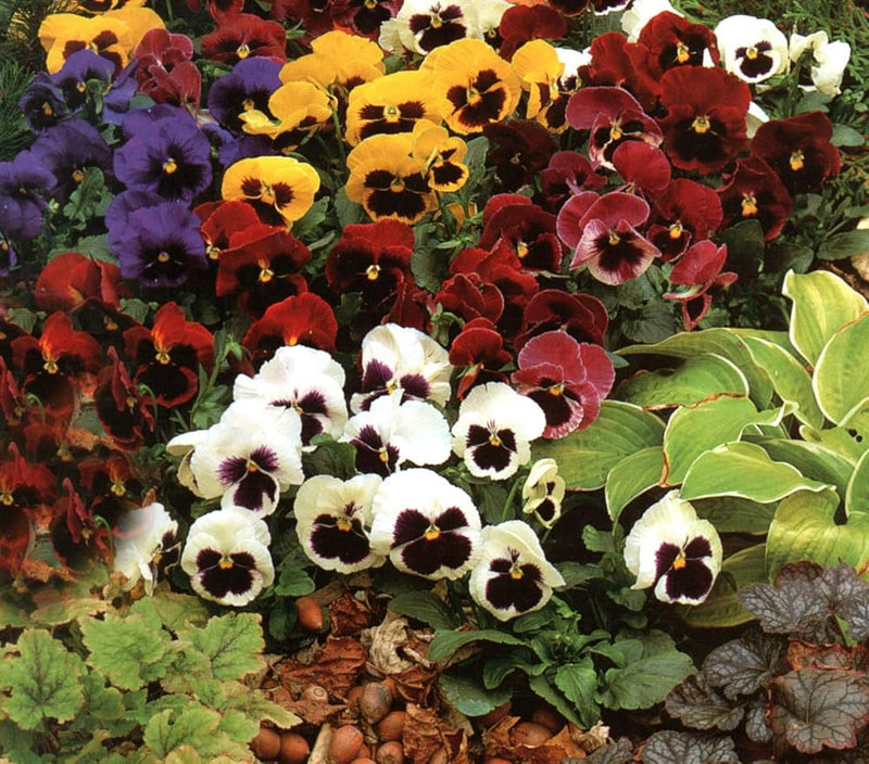 Sunburst pansy panola blume samen for colorful garten blumen