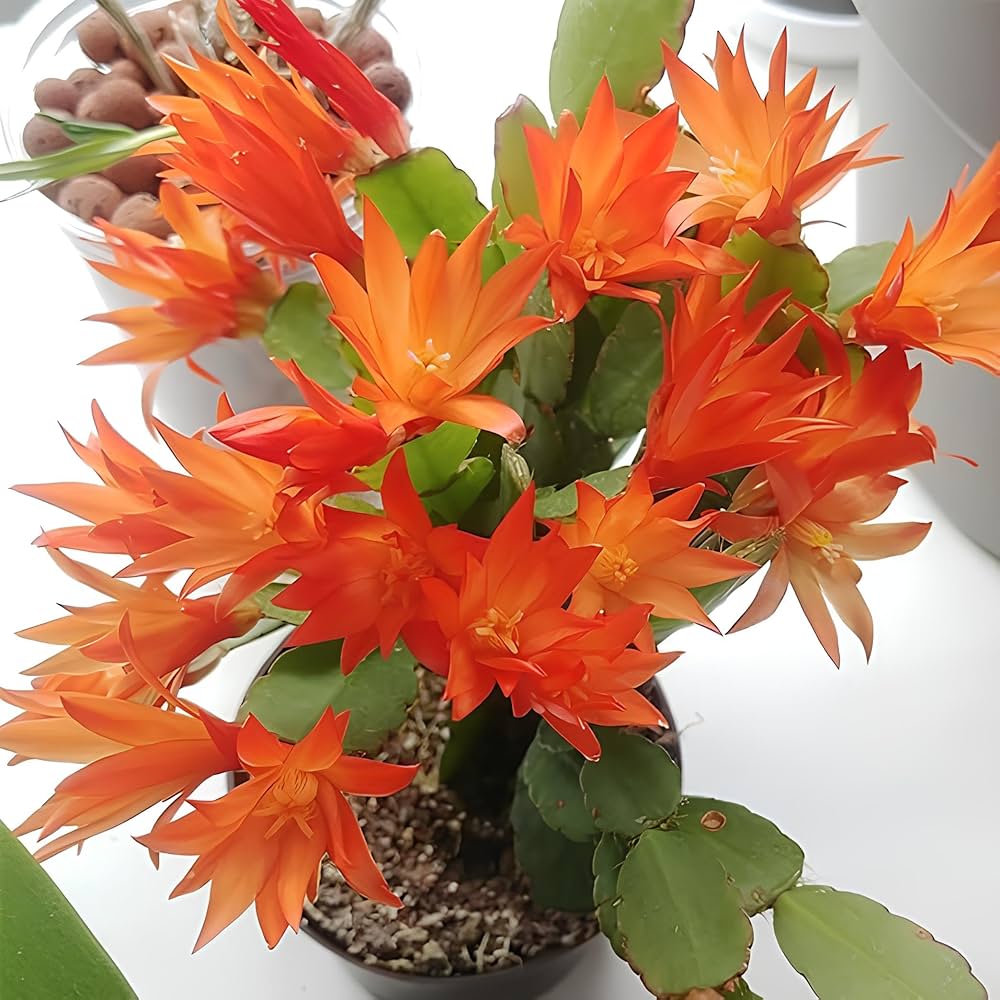 Orange Weihnachtskaktus Blumensamen zur Aussaat ideal Rabatten Traditionssorte & ohne Gentechnik Samen Hausgarten