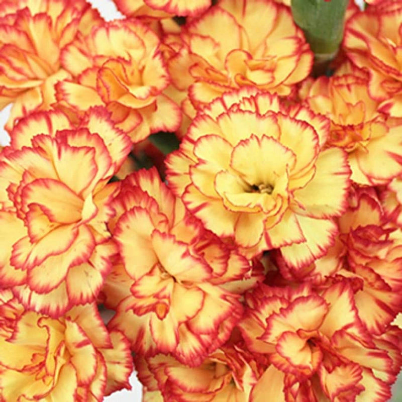 Gelb (gelb rot) samen for anpflanzung in home garten