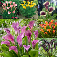 Calla lilly zantedeschia spp for anpflanzung in blume bed