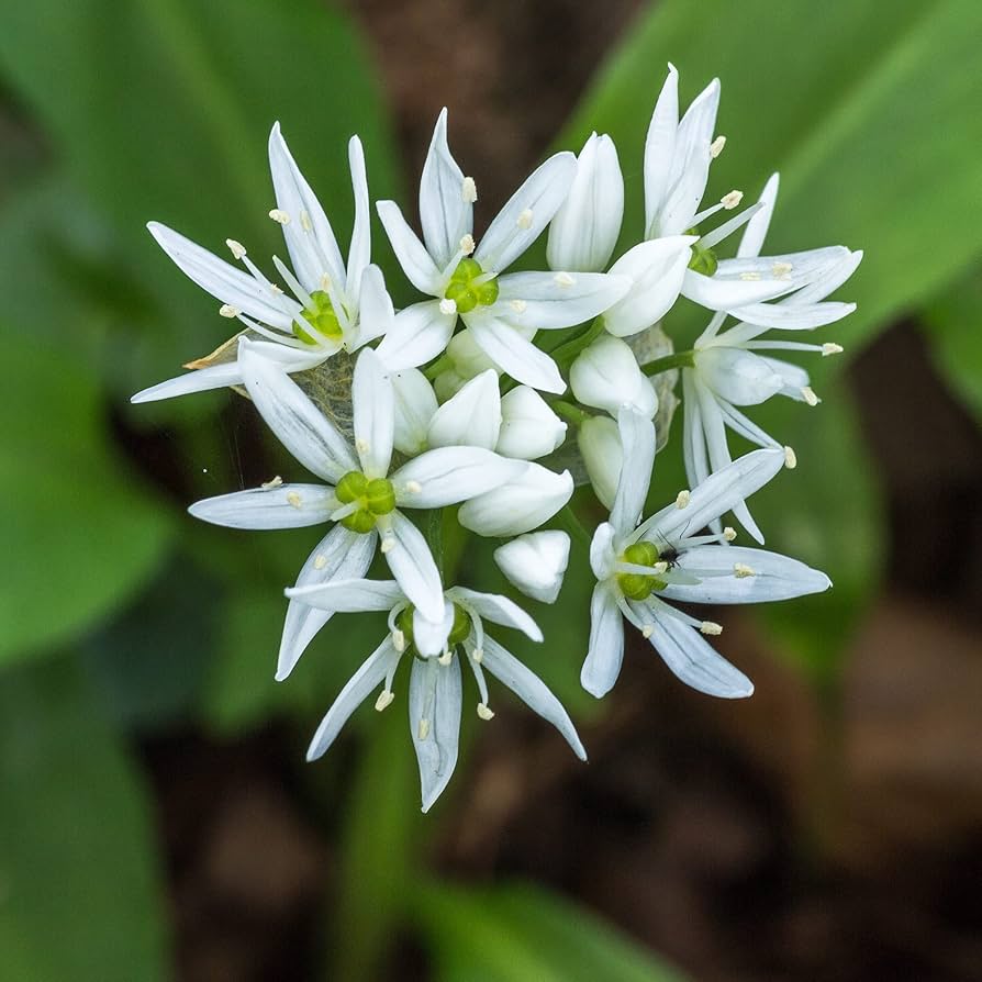 Wild Leek Allium tricoccum Blumensamen zur Aussaat