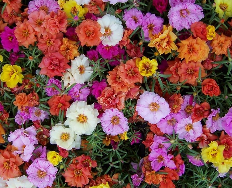 Gemischt Pfingstrose Self-Seeding einjährig Samen zur Aussaat Hausgarten Blume Beet