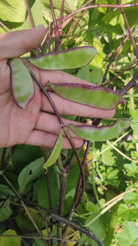 Hyacinth Bean Gemüse Samen zum Pflanzen