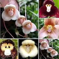 Nema Italian Orchis Monkey Blume SeedsLavender zur Aussaat Garten beliebt Traditionssorte & ohne Gentechnik Samen Hausgarten