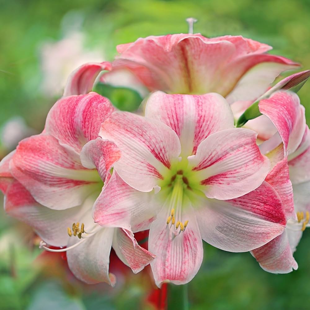 Rosa Weiß Ritterstern Blumensamen zur Aussaat pflegeleicht Traditionssorte & ohne Gentechnik Samen Hausgarten