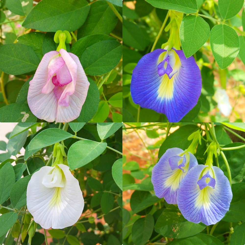 Shell Blumensamen zur Aussaat hochwertige Qualitäts- Traditionssorte & ohne Gentechnik Samen Hausgarten