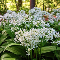 Wild leek allium tricoccum blume samen for anpflanzung