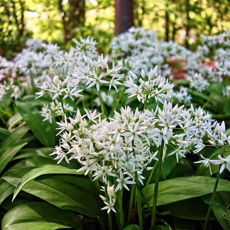 Wild leek allium tricoccum blume samen for anpflanzung