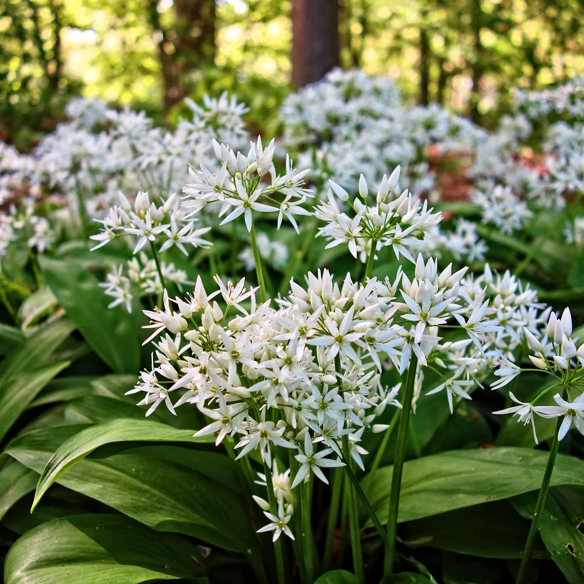 Ramsons Allium Ursinum Blumensamen zur Aussaat Herb Garten und Woodland