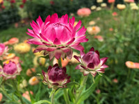 Helichrysum bracteatum blume samen for anpflanzung - colorful display, heirloom & gmo free samen for home garten
 
 sale samen for home garten