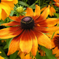 Sonnenhut Hirta Blumensamen zur Aussaat Blume Beet