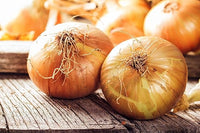 Onion allium cepa für aussaat in gemüse patch