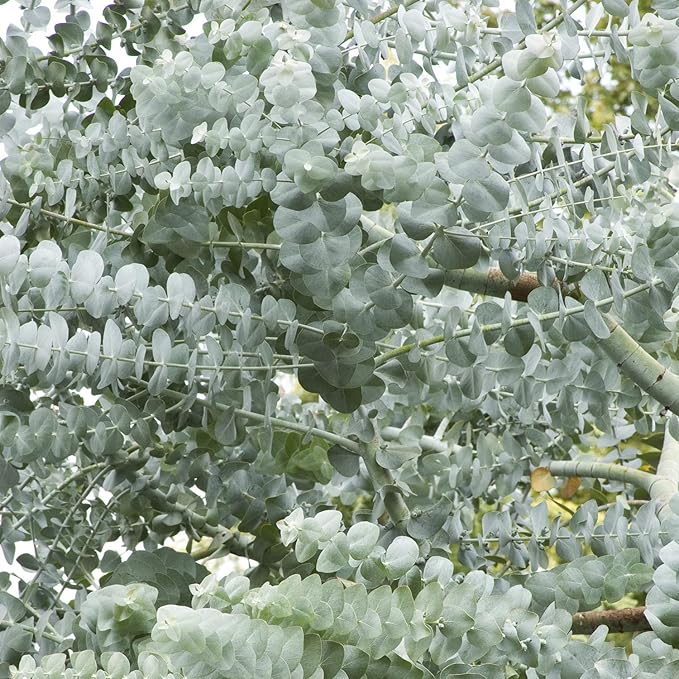 Weiß (weiß perennial) samen for anpflanzung in home garten