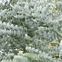 Weiß (weiß perennial) samen for anpflanzung in home garten