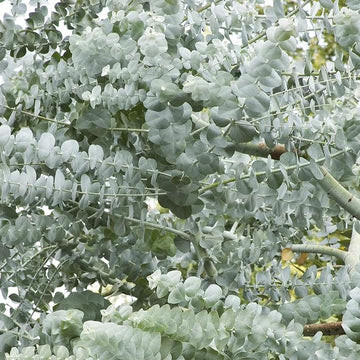 Weiß (weiß perennial) samen for anpflanzung in home garten