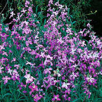 Rosa EveningScented Blumensamen zur Aussaat Garten beliebt Traditionssorte & ohne Gentechnik Samen Hausgarten