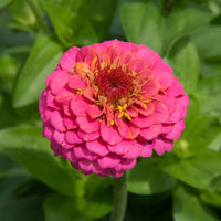 Zinnia blume samen rosa anpflanzung pack