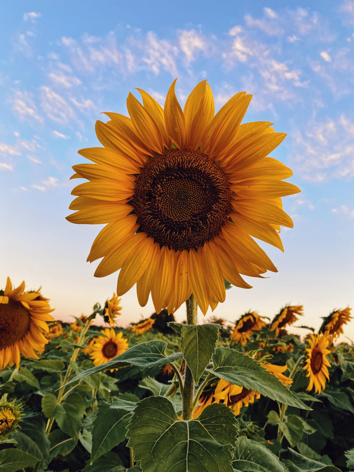 Sunflower blume samen for anpflanzung - bright blooms, heirloom & gmo free samen for home garten
 
 sale for anpflanzung in home garten.