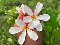 Plumeria Grün Blau Blumensamen – duftend – leuchtend tropisch Blumen für Ihren Garten