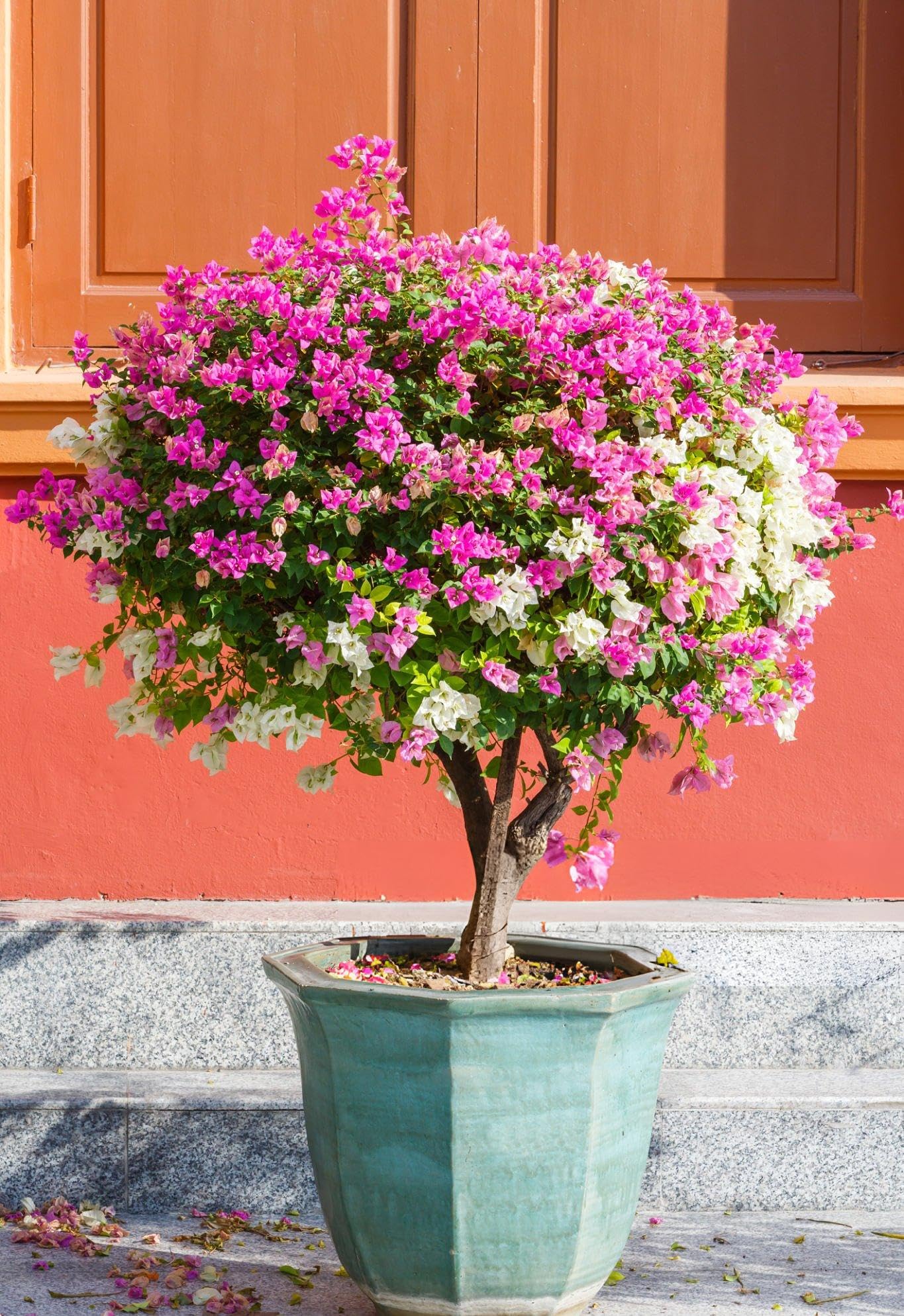 Traditionssorte Patio Potted Blumensamen zur Aussaat hochwertige Qualitäts- Traditionssorte & ohne Gentechnik Samen Hausgarten