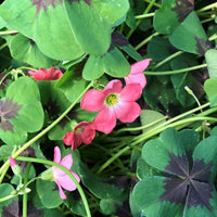 Sauerklee Triangularis Gemischt Blumensamen zur Aussaat