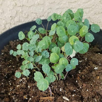 Jewel Mischung Kapuzinerkresse Tropaeolum majus Blumensamen zur Aussaat Blume Beet