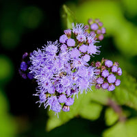 Mistflower Conoclinium coelestinum Native Wildblume Samen zur Aussaat Garten und Wildblume Patch