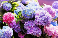 Braun Hortensie Blumensamen einfache Aussaat