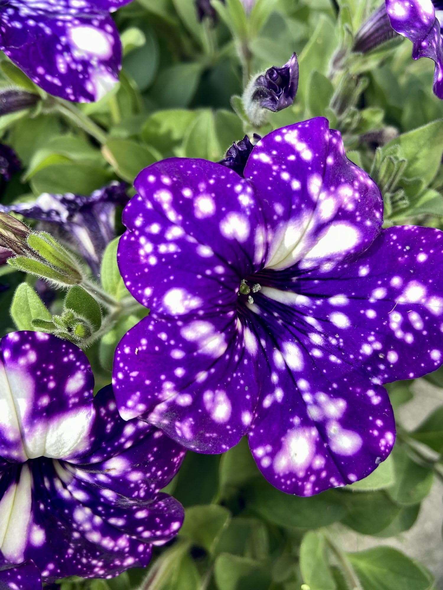 Tacoli Bonsai Petunie Blumensamen zur Aussaat saisonal Dauerblüher Traditionssorte & ohne Gentechnik Samen Hausgarten