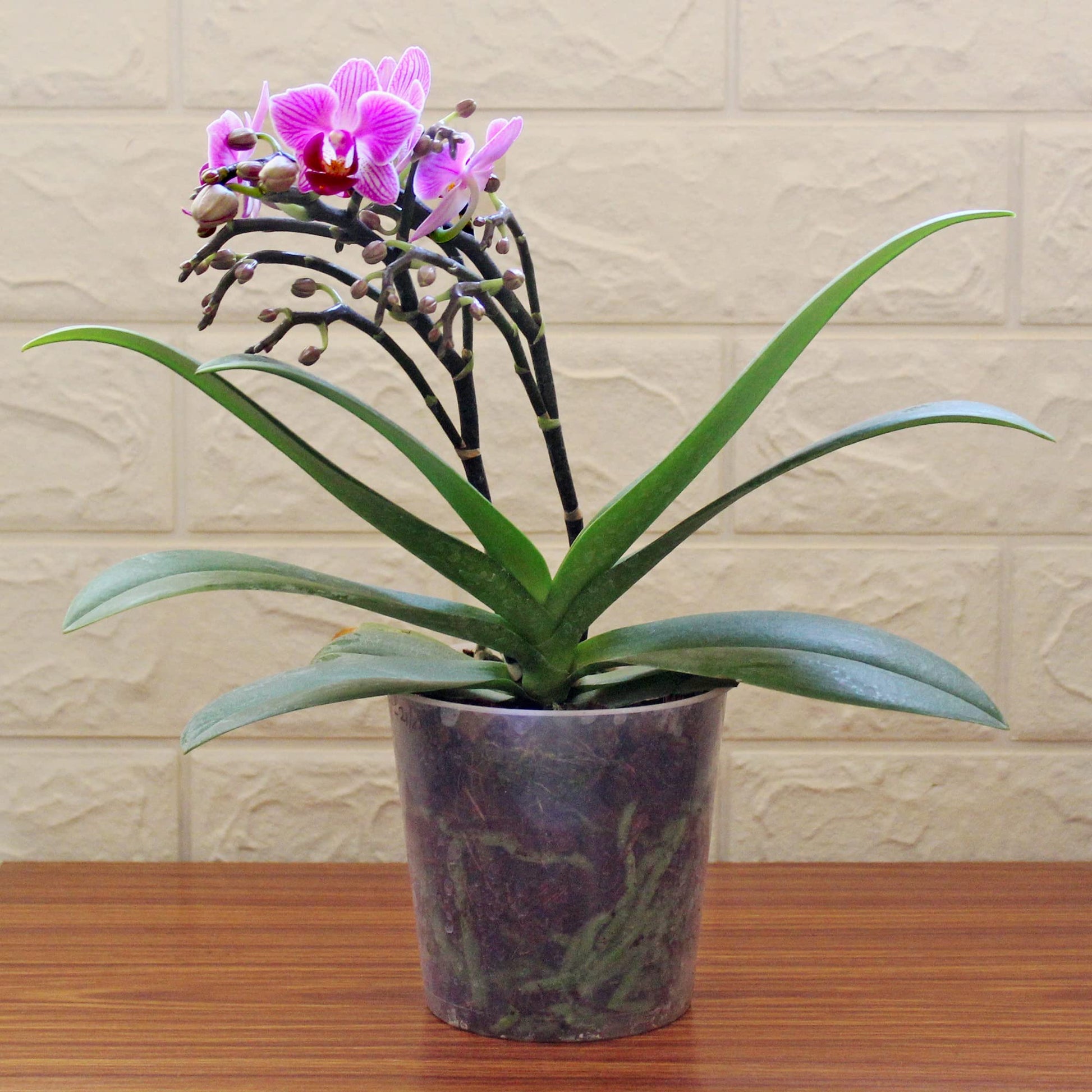 Mixed orchid orchidaceae samen for anpflanzung in indoor garten