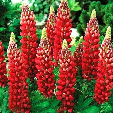 Rot lupin blume samen for anpflanzung - drought tolerant, heirloom & gmo free samen for home garten
 
 sale samen for anpflanzung in home garten