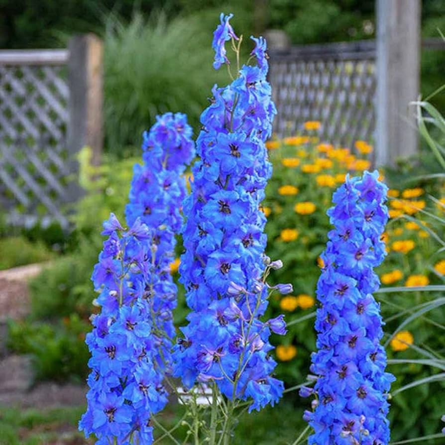 Schmetterling Mischung Delphinium Blumensamen zur Aussaat