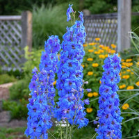 Schmetterling Mischung Delphinium Blumensamen zur Aussaat