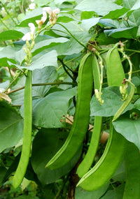 Sword Bean Gemüse Planting Samen