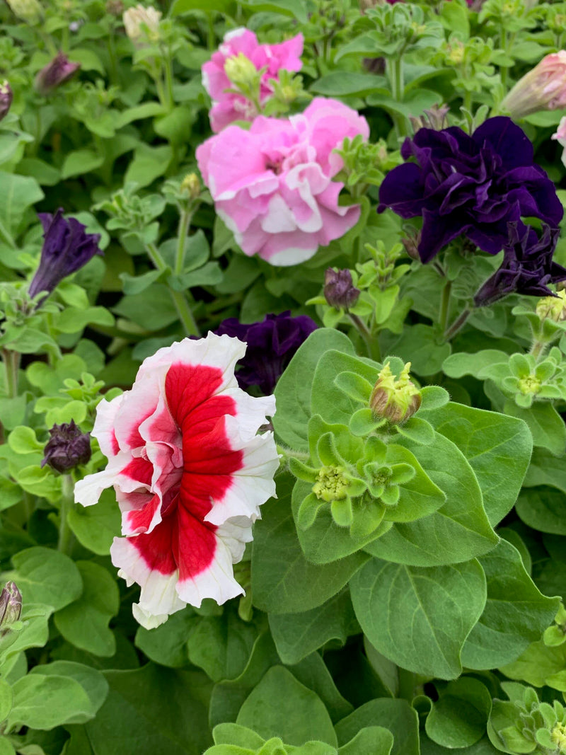 Tritunia rose star petunia samen for stunning rose blooms