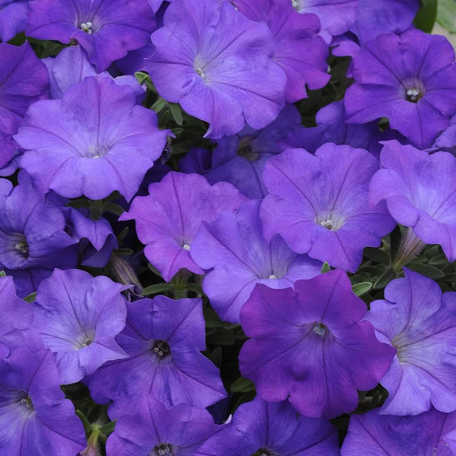 Selten Petunie Hybrid Petunie spp. Samen zur Aussaat – Great Blume Beet & Urban Garten