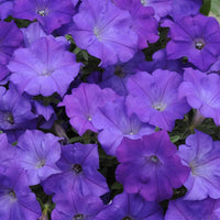 Selten Petunie Hybrid Petunie spp. Samen zur Aussaat – Great Blume Beet & Urban Garten