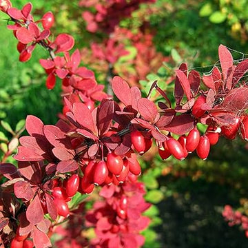 Rot pyracantha fortuneana blume samen for anpflanzung - colorful display, heirloom & gmo free samen for home garten
 
 sale samen for home garten