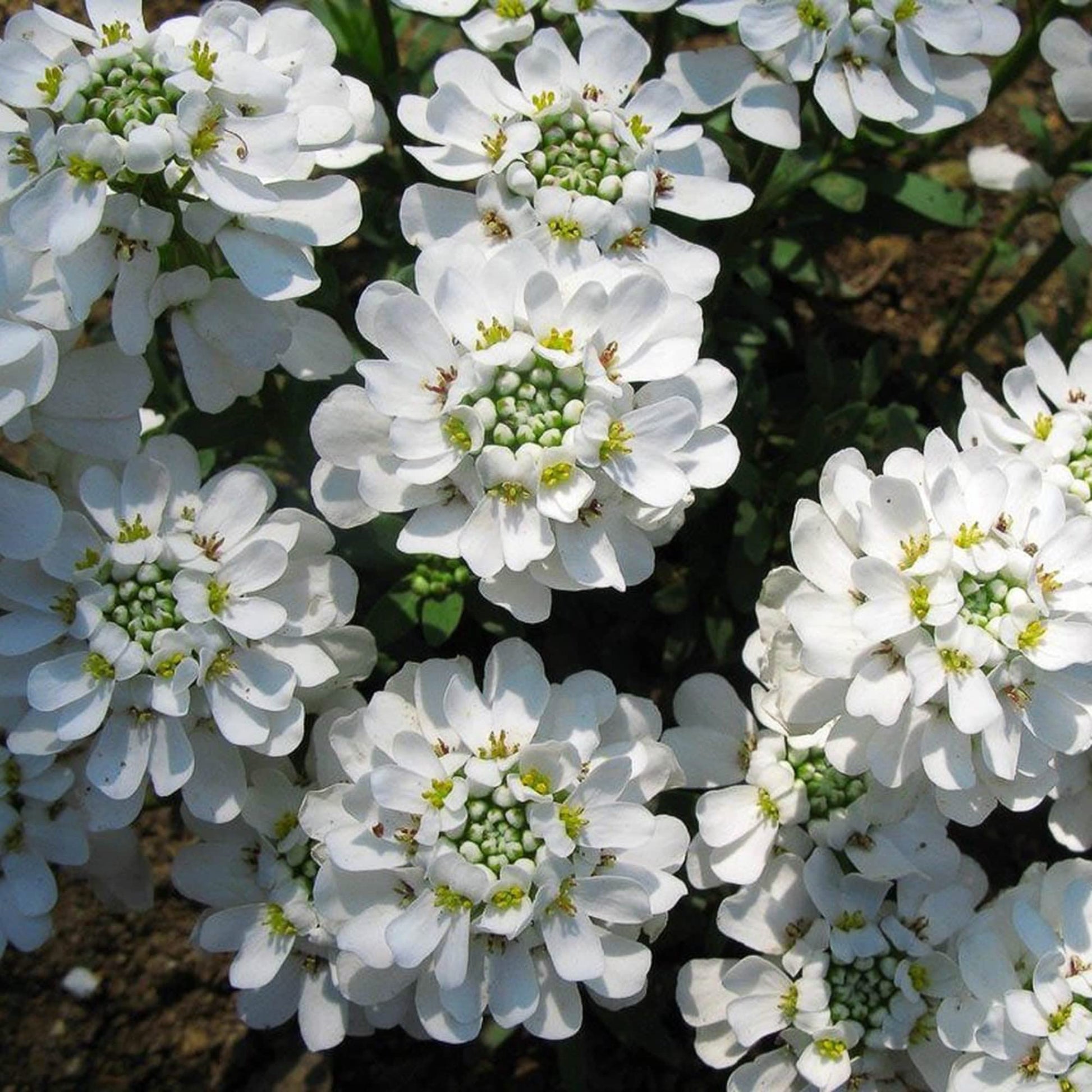 Sempervirens Evergreen Blumensamen zur Aussaat