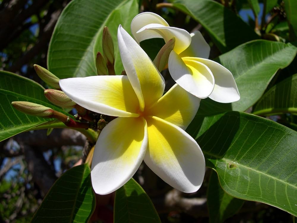 Gemischt Frangipani Blumensamen zur Aussaat – leuchtend – Traditionssorte & ohne Gentechnik Samen Hausgarten