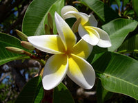 Gemischt Frangipani Blumensamen zur Aussaat – leuchtend – Traditionssorte & ohne Gentechnik Samen Hausgarten