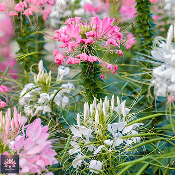 Cleome cleome hassleriana for anpflanzung in blume bed