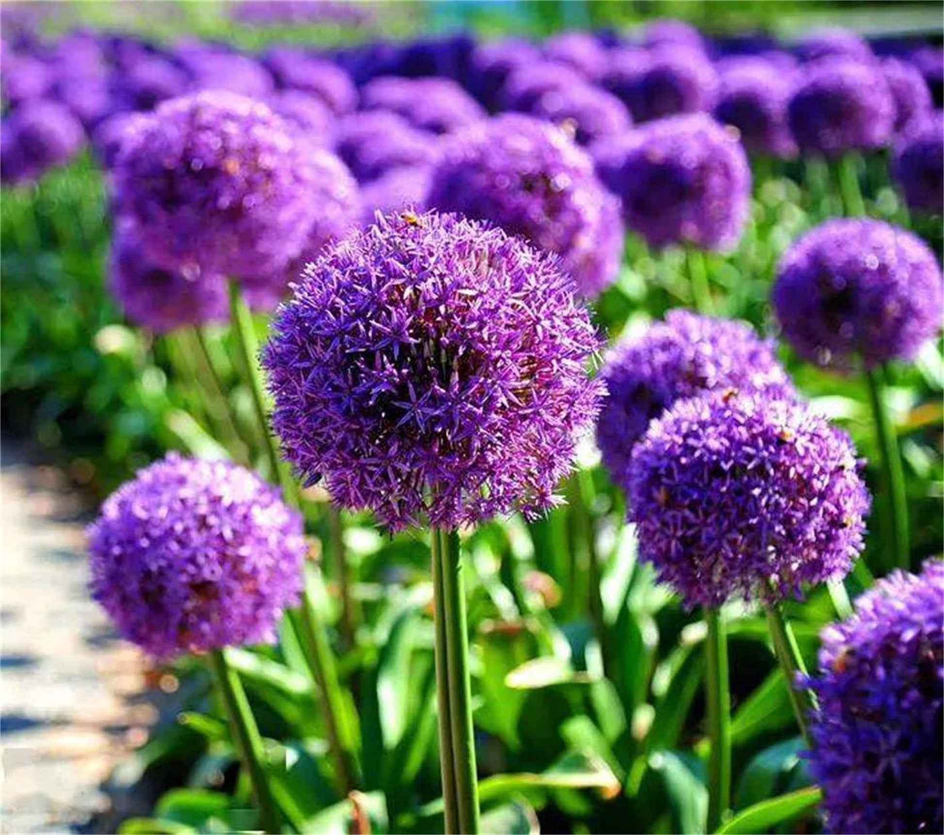 Lila riesig Allium Giganteum selten Blumensamen