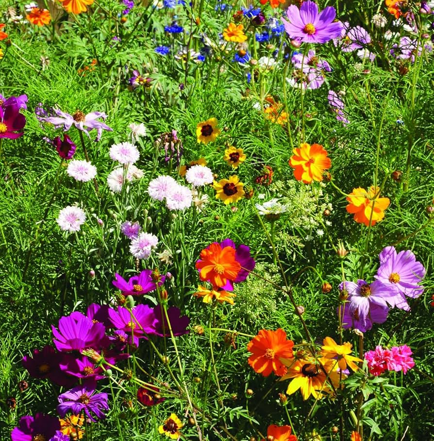 Seeker Gemischt einjährige Blume Samen