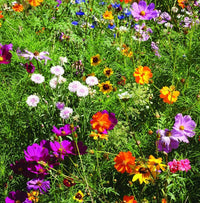 Seeker Gemischt einjährige Blume Samen