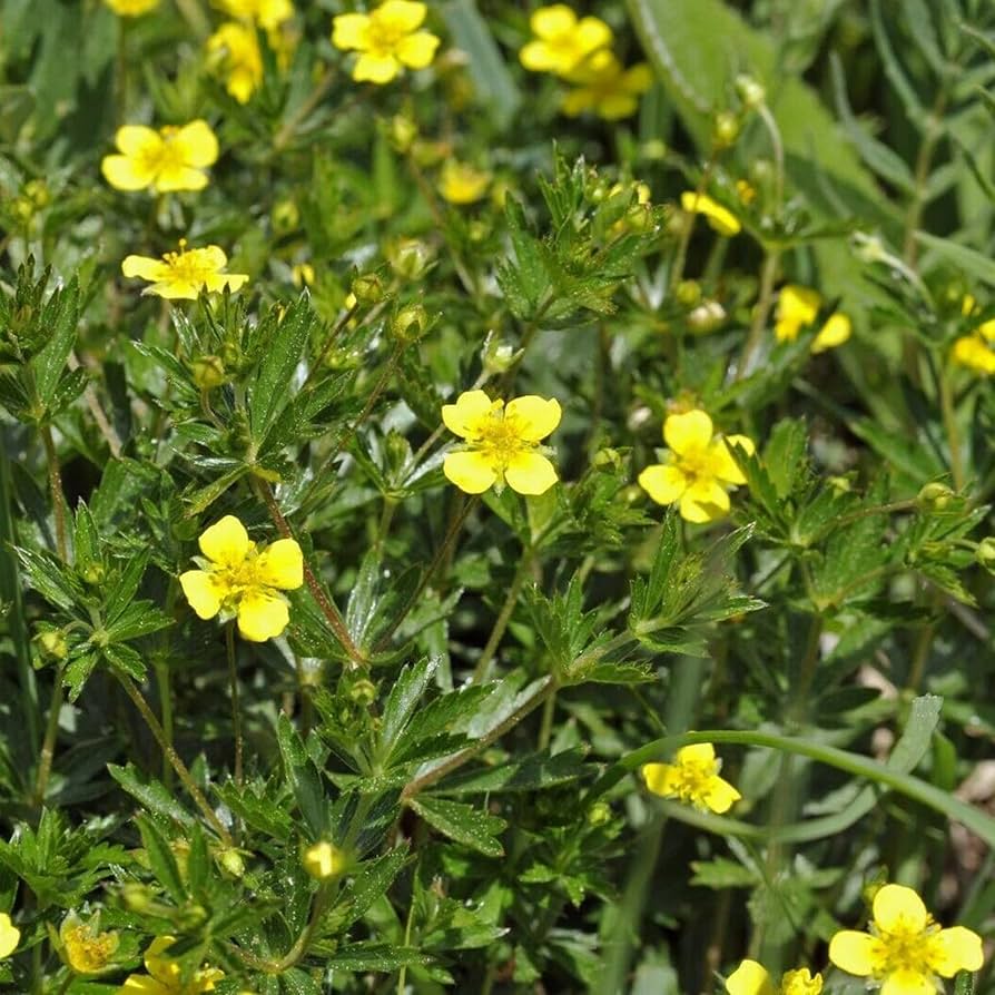 Tormentil Potentilla erecta Blumensamen zur Aussaat Wildblume Garten und Meadow