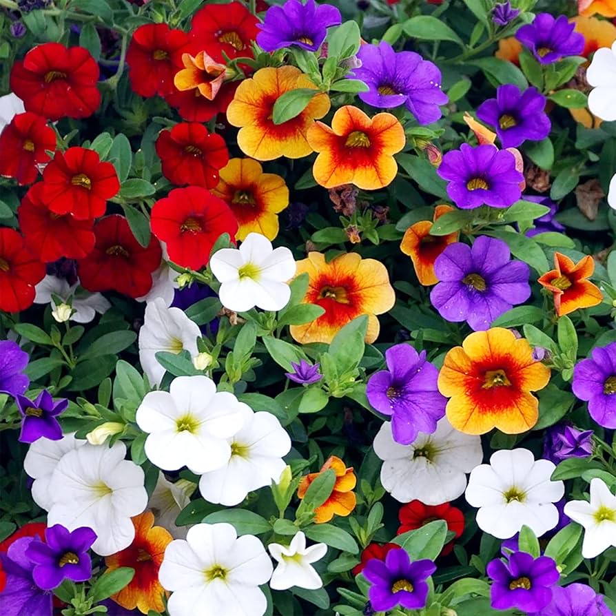 Calibrachoa Blumensamen zur Aussaat Calibrachoa Parviflora hängend basket Blume Beet