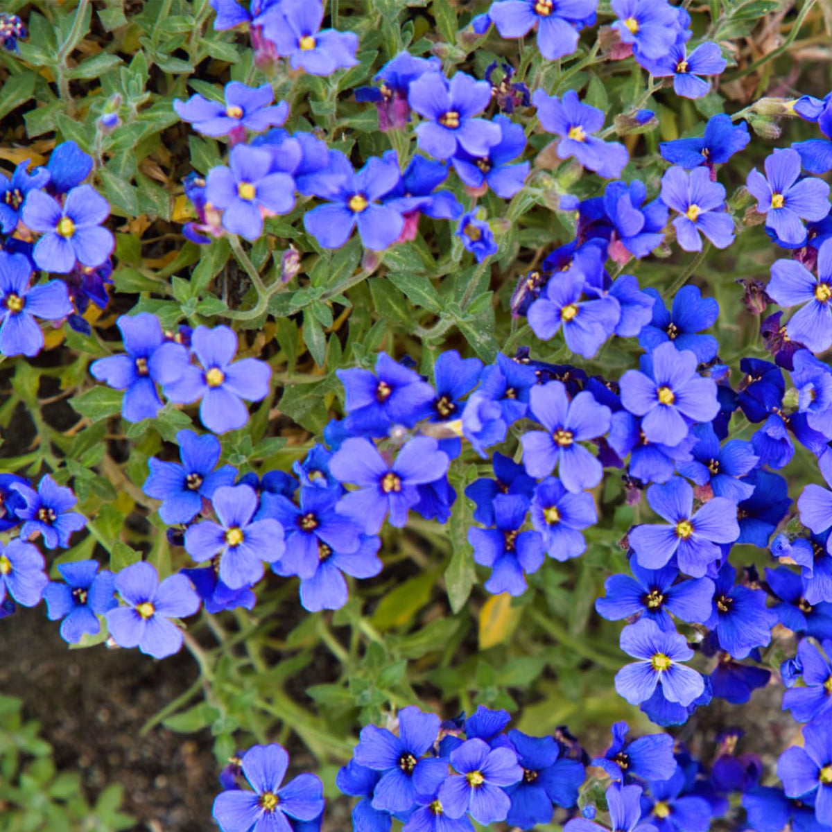 Blau cress cascade blume samen for anpflanzung shade tolerant heirloom & gmo free samen for home garten 
 
 sale samen for home garten anpflanzung